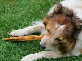 Pavlov habría ganado un premio científico por sus descubrimientos digestivos.