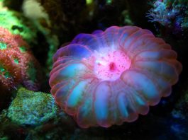 En algunas zonas de la costa de Tarragona; un equipo de naturalistas, buceadores y expertos en el área marina han instalado los llamados biotipos marinos. A estos se les caracteriza por estar fabricados por pequeñas estructuras artificiales que sirven de hogar para algas, esponjas y especies invertebradas como las medusas, peces, entre otros.