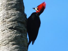 Pájaros que parecen ametralladoras