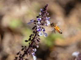 Uso de pesticidas que amenazan la vida de las abejas