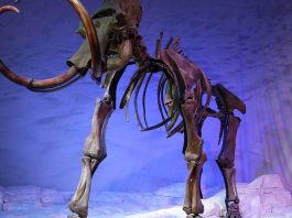 Encontrados fósiles de Mamut en México