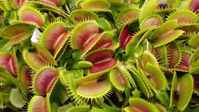 Dionaea muscipula, planta carnívora en peligro de extinción