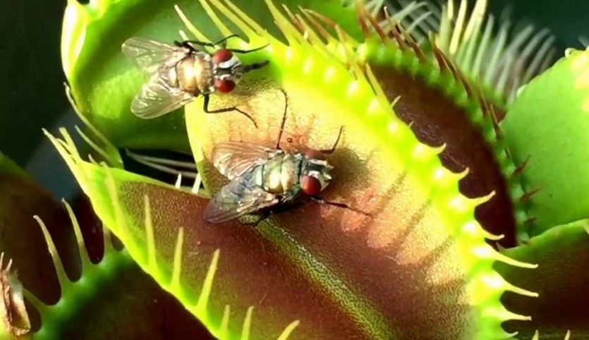 Dionaea muscipula, una vez que atrapa a su presa