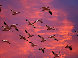 Las aves nos alertan del cambio climático