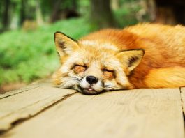 ¿Los animales pueden sobrevivir sin dormir?