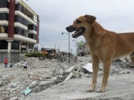 Los animales pueden pronosticar terremotos ¿Cierto o falso?