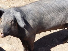 peste porcina africana en españa