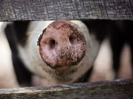 trasplantan órganos de cerdo en monos