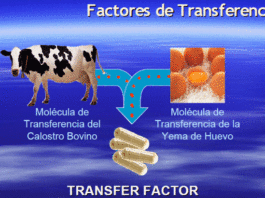 factores de transferencia