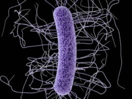 bacterias intestinales